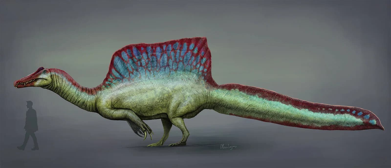Reconstitution d'un Spinosaurus, le genre auquel appartient la nouvelle espèce mirabilis décrite au Niger en 2026