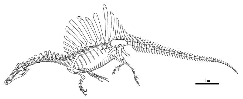 Spinosaurus aegyptiacus