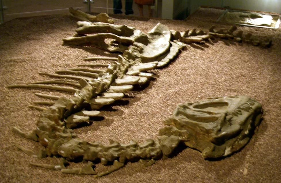 Yangchuanosaurus shangyouensis