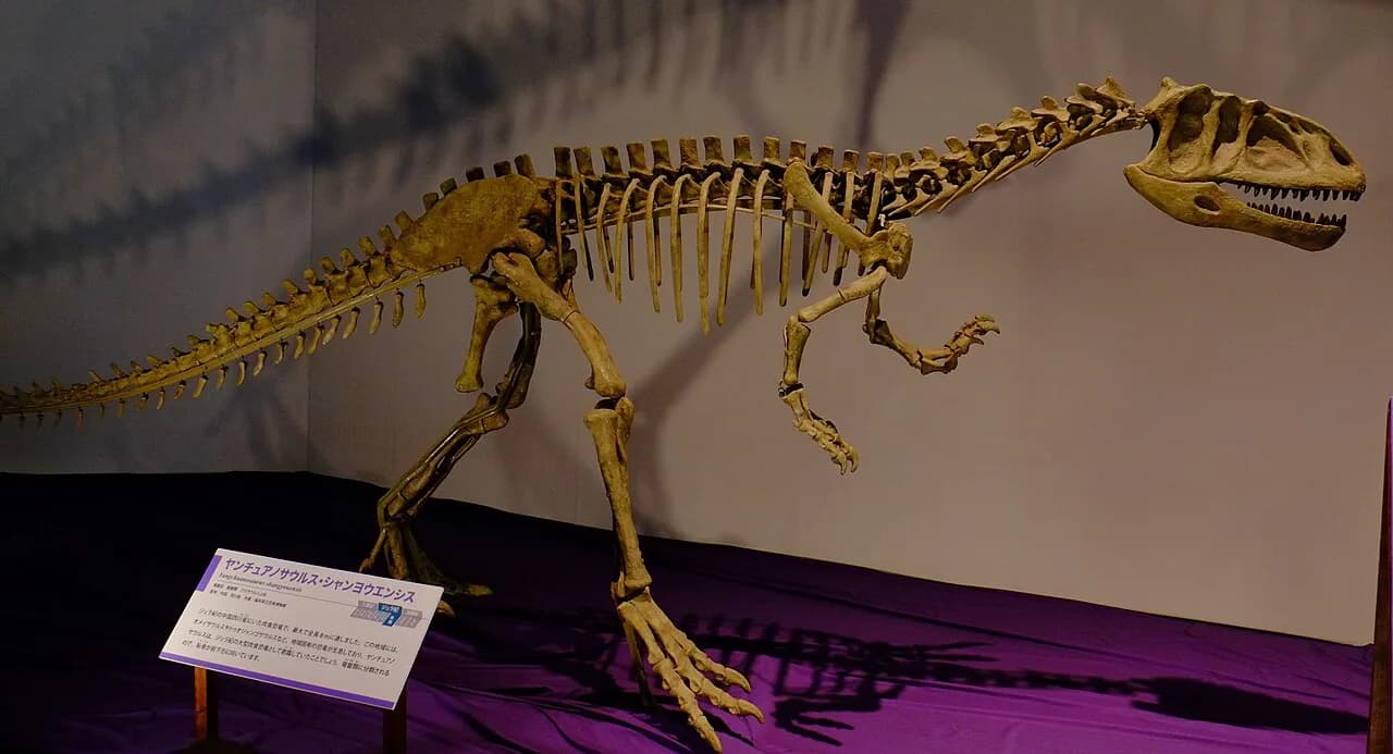 Squelette de Yangchuanosaurus au Musée des dinosaures de Zigong