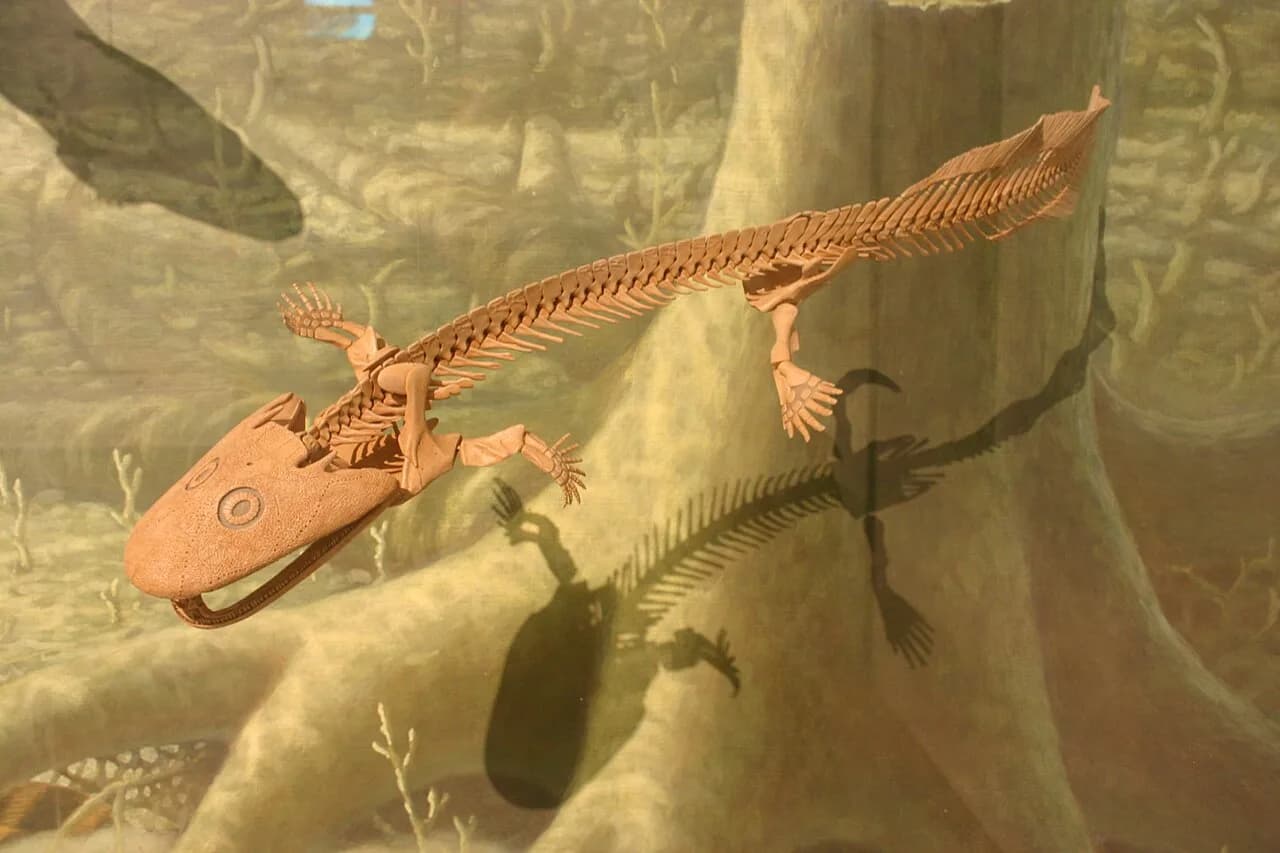 Reconstitution d'Acanthostega gunnari
