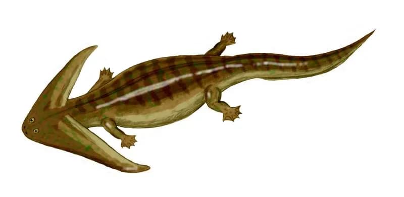 Illustration scientifique classique de Diplocaulus, vue latérale