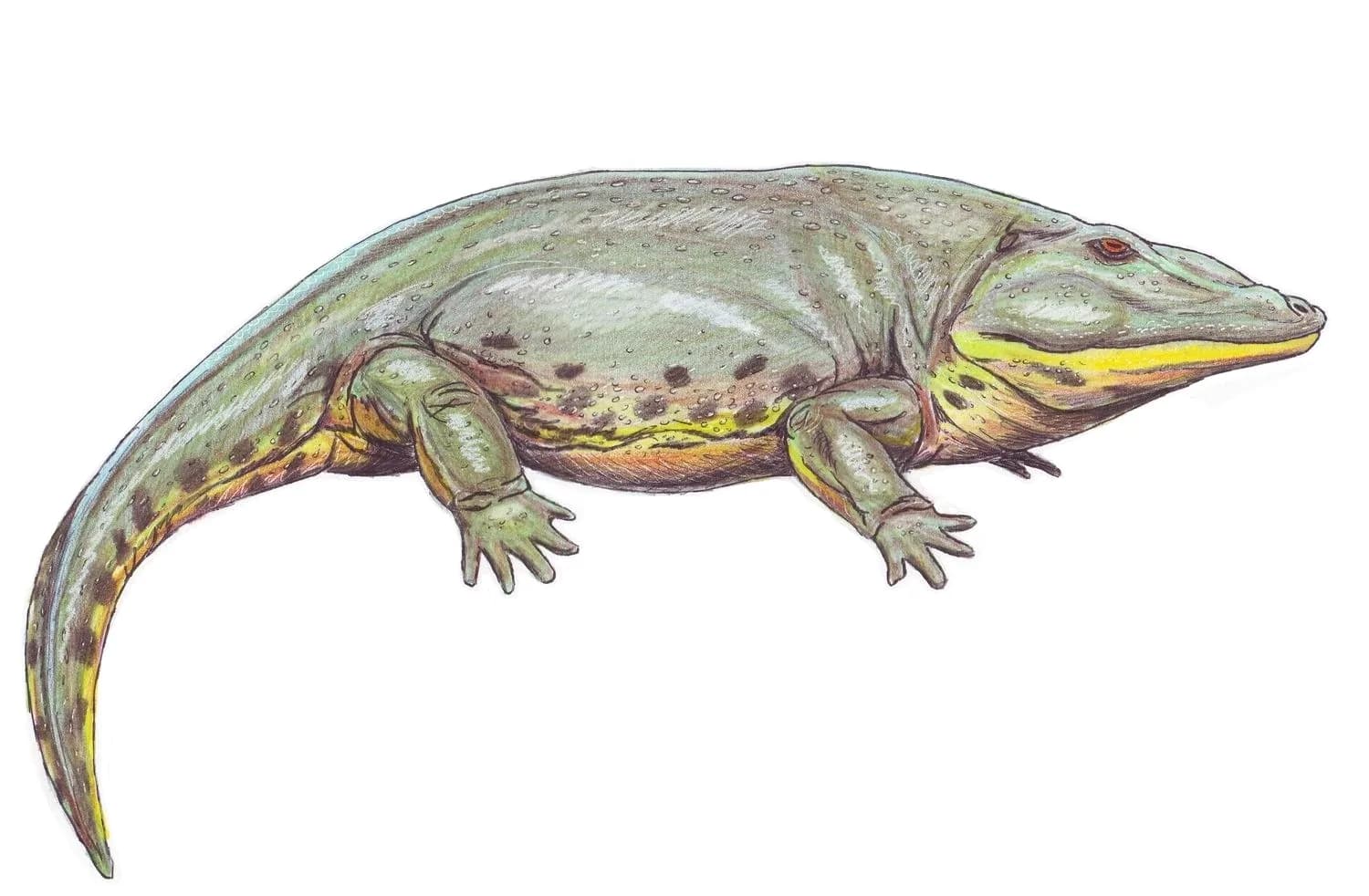 Reconstitution d'Eryops megacephalus