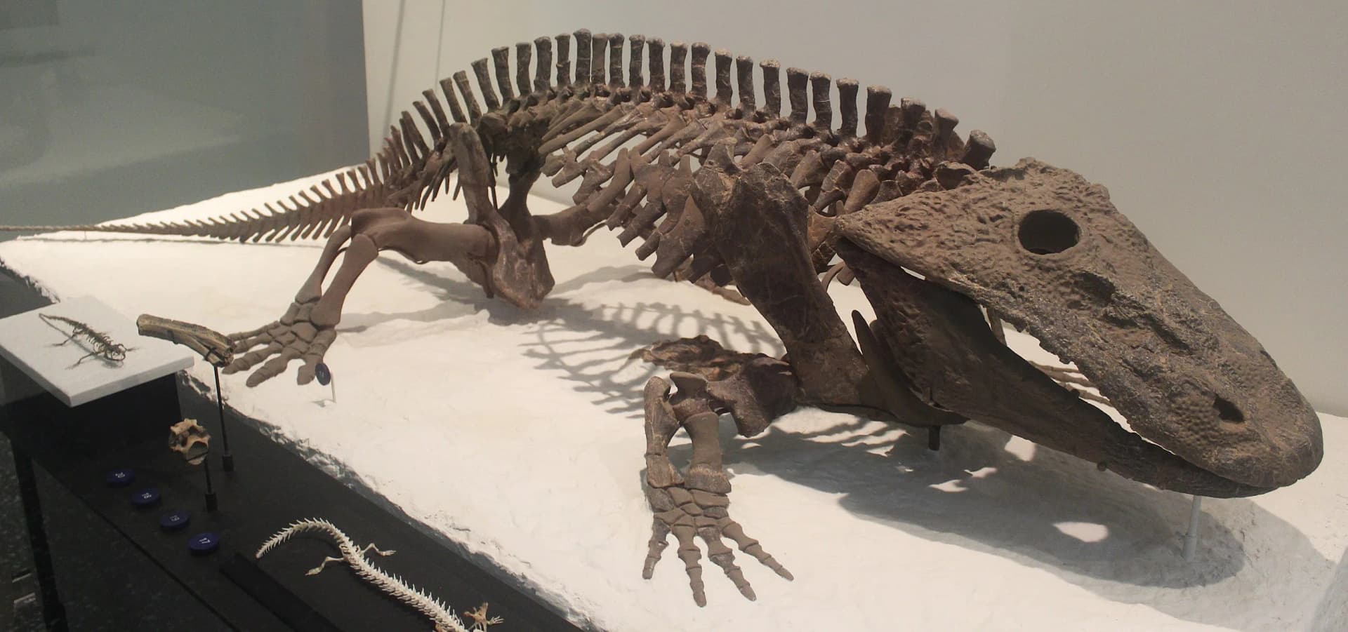 Squelette d'Eryops au Muséum américain d'histoire naturelle