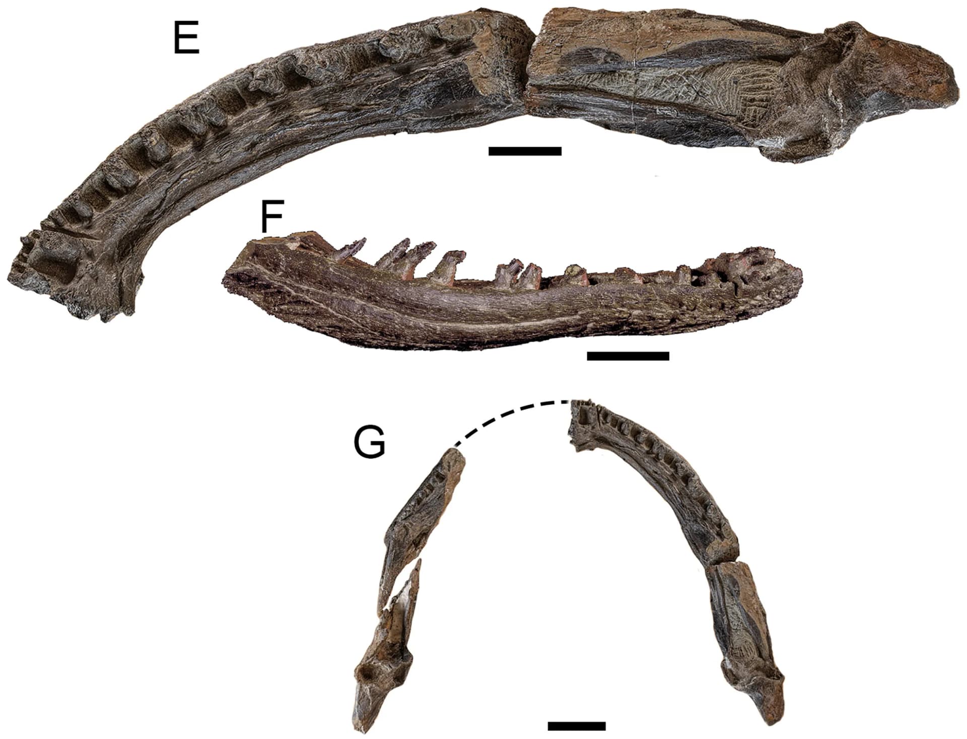 Mandibules fossiles de Koolasuchus cleelandi