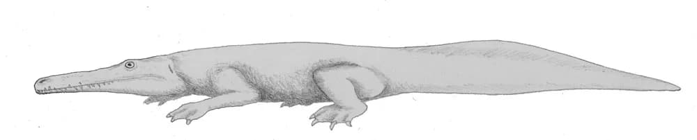 Fossile de Prionosuchus
