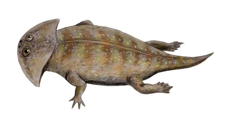 Reconstitution de Gerrothorax pulcherrimus