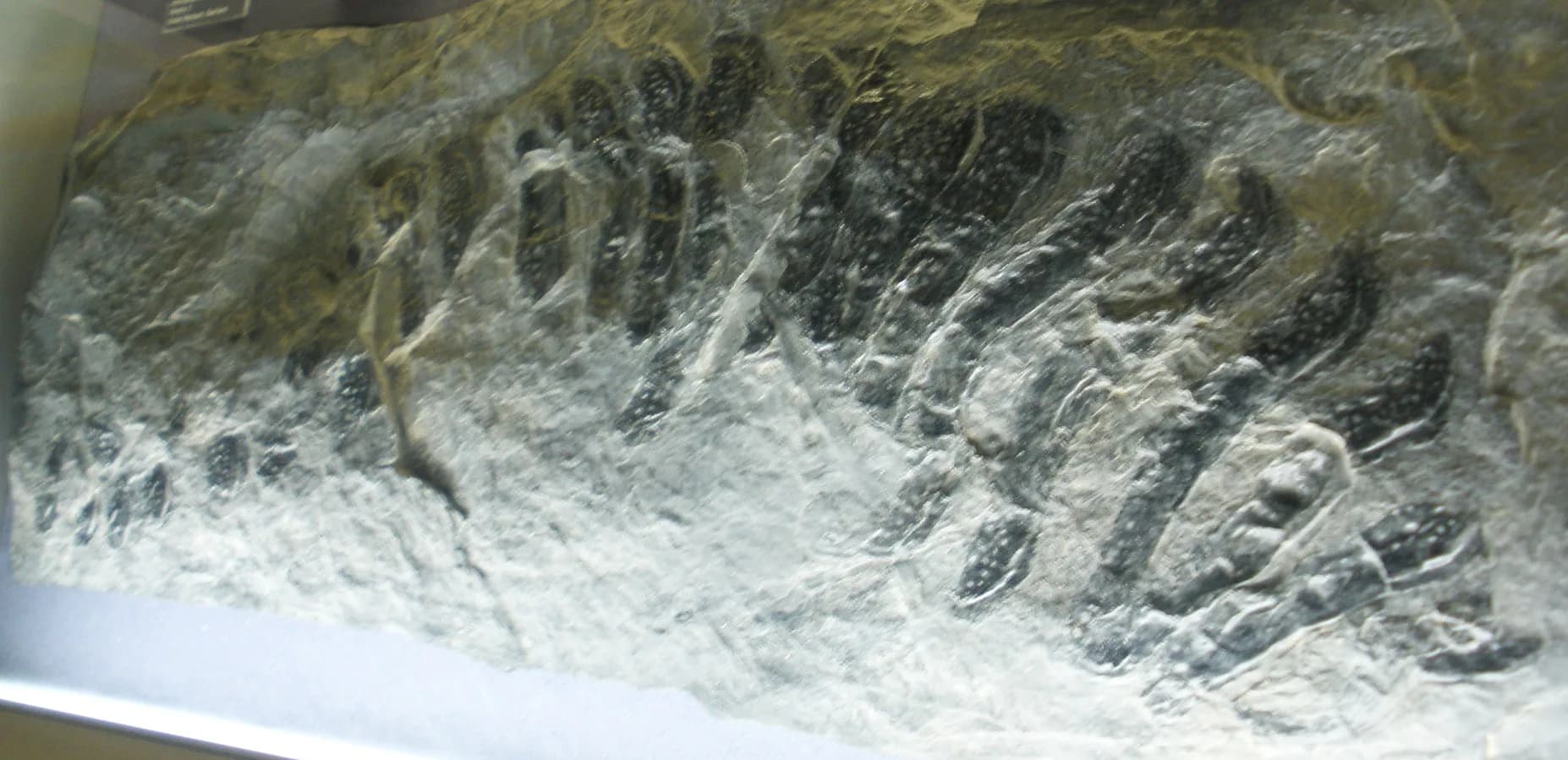 Ichnofossile (trace fossile) d'Arthropleura découvert à Howick, Angleterre