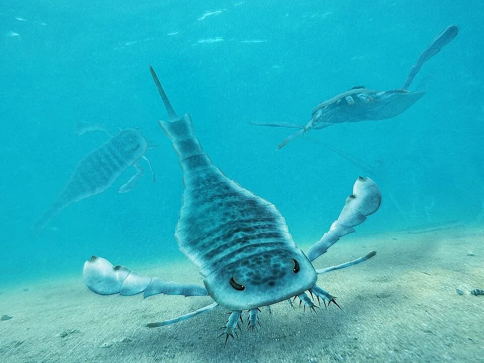 Reconstitution artistique d'Eurypterus dans son environnement lagunaire silurien