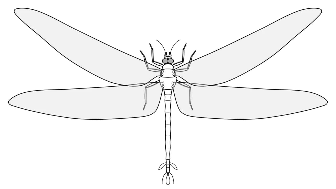 Reconstitution de Meganeura, un proche parent de Meganeuropsis