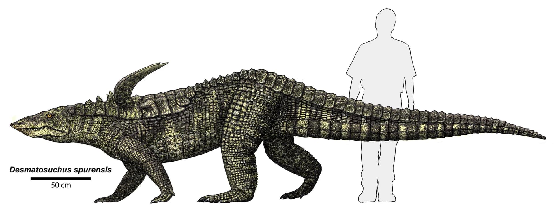 Squelette de Desmatosuchus spurensis montrant l'armure d'ostéodermes et les épines d'épaules