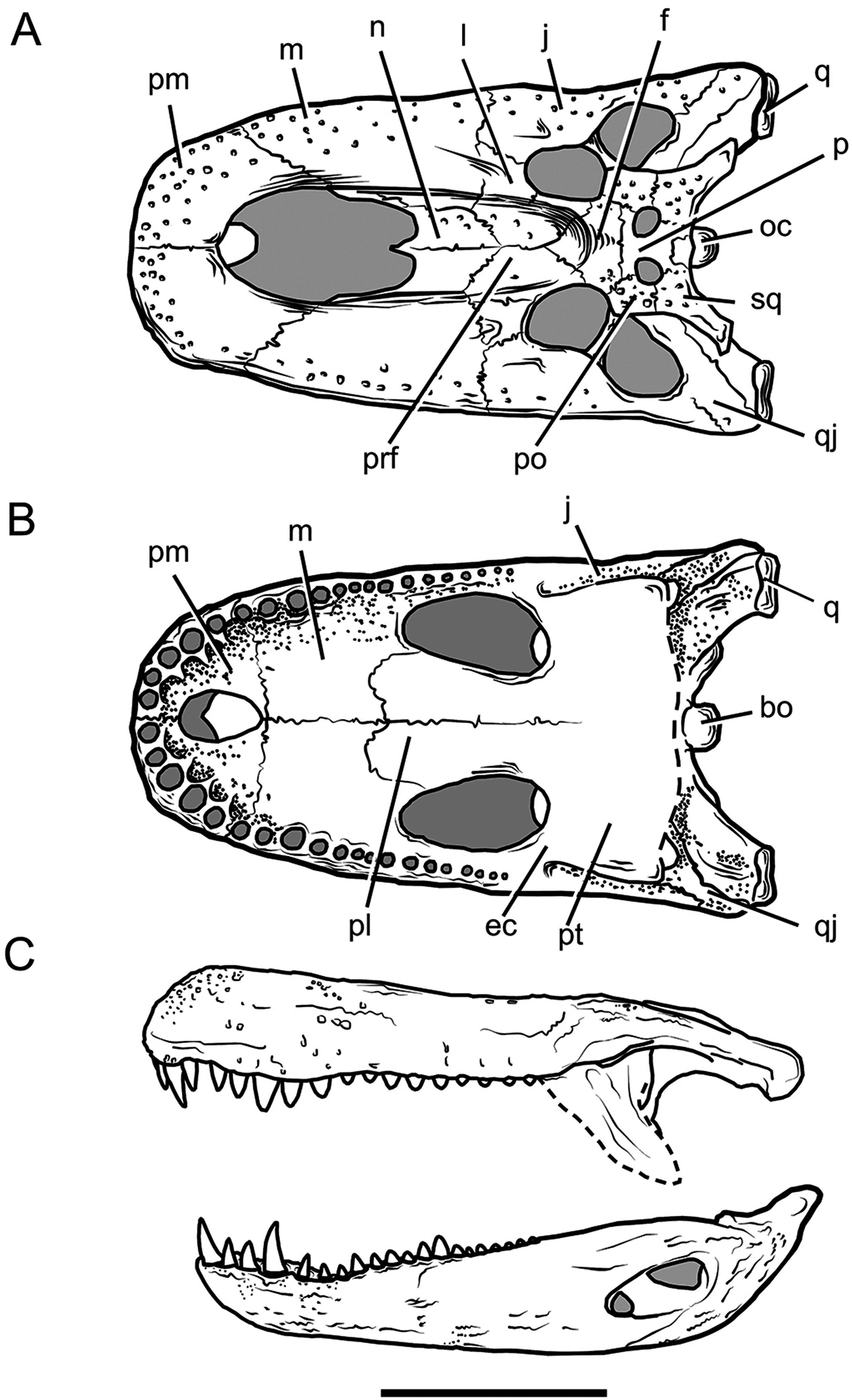 Crâne fossile de Purussaurus