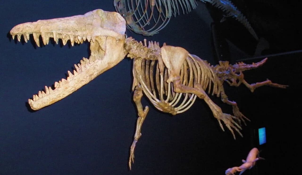 Squelette d'Ambulocetus natans