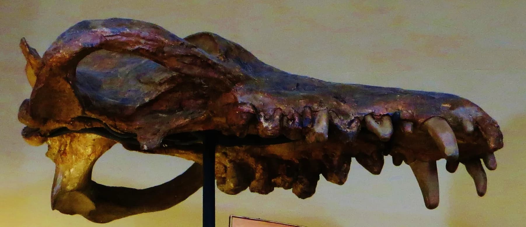 Crâne d'Andrewsarchus mongoliensis, le seul fossile connu de cette espèce (AMNH)