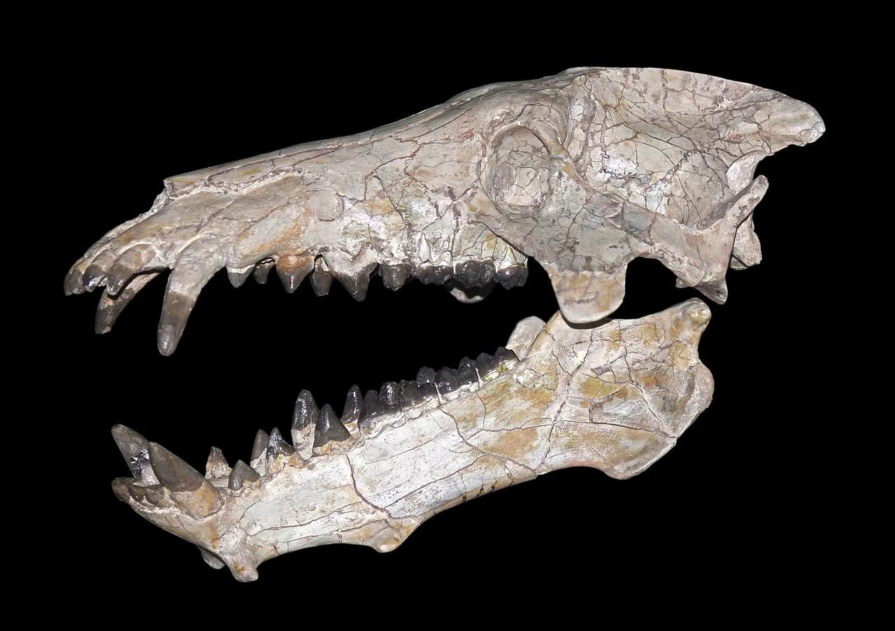 Crâne fossile d'Archaeotherium mortoni exposé en musée