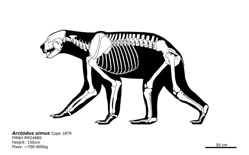 Reconstitution squelettique d'Arctodus simus montrant ses proportions uniques avec de longues pattes