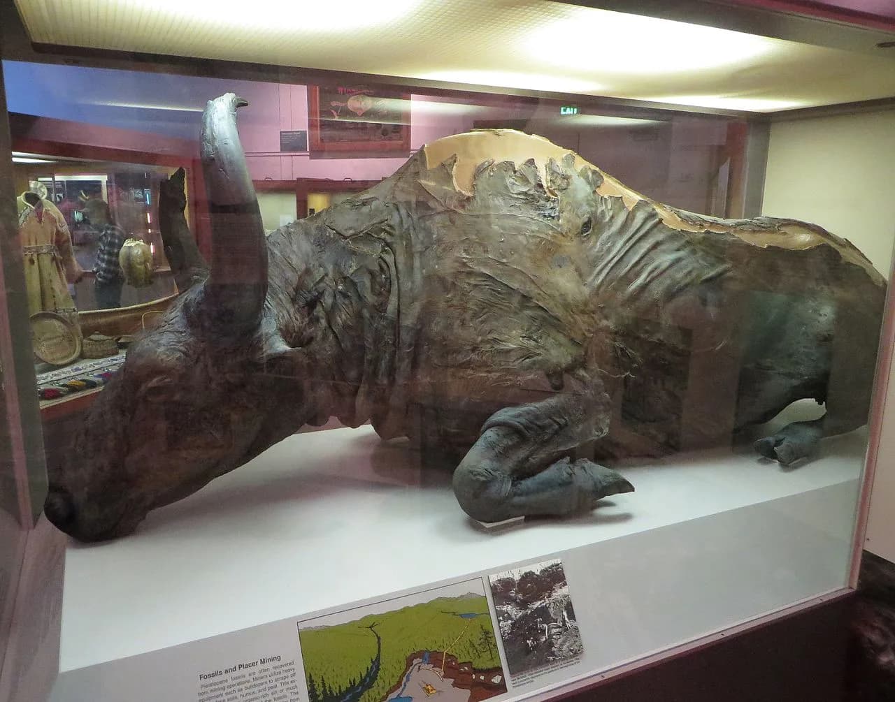 Bison priscus, le bison des steppes eurasiatiques
