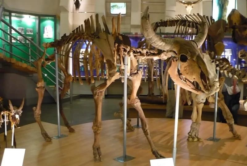 Bison priscus, un herbivore massif de l'ère glaciaire