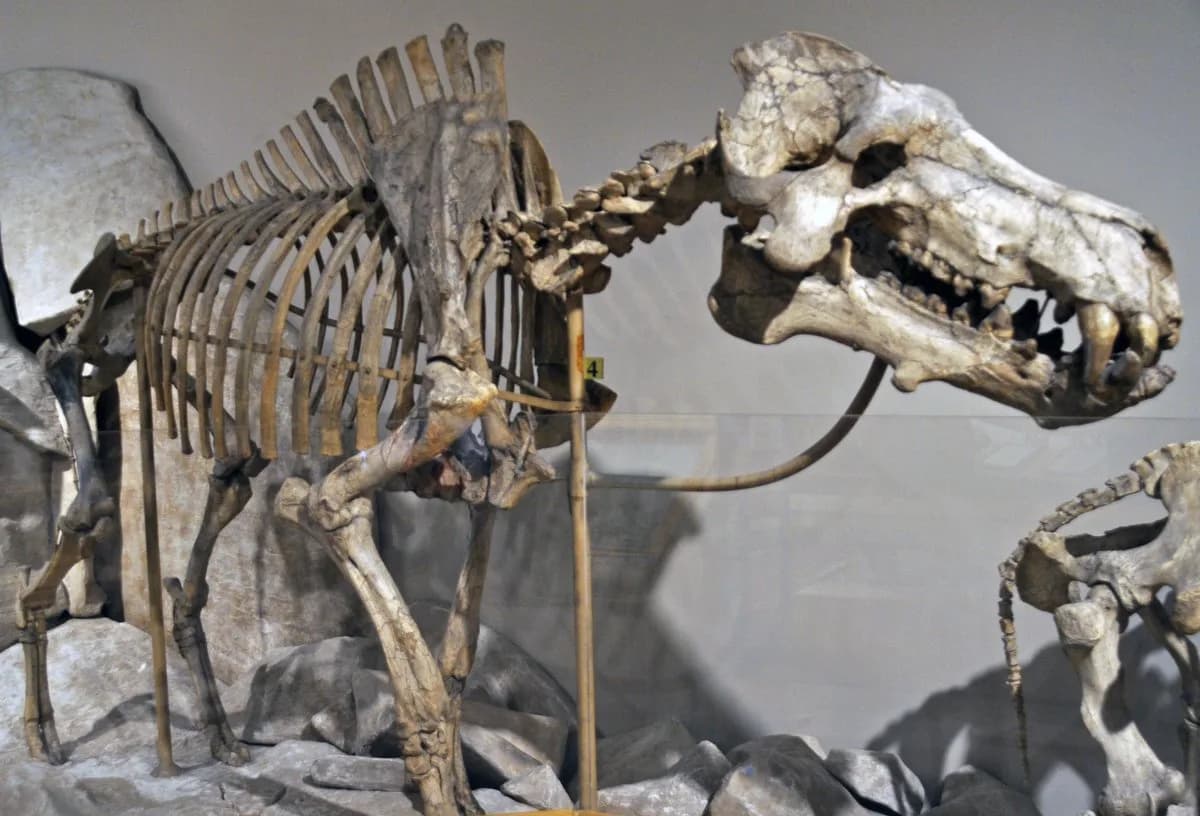 Squelette fossile de Daeodon shoshonensis exposé au musée