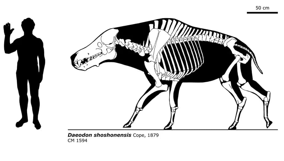 Diagramme squelettique de Daeodon montrant ses proportions massives