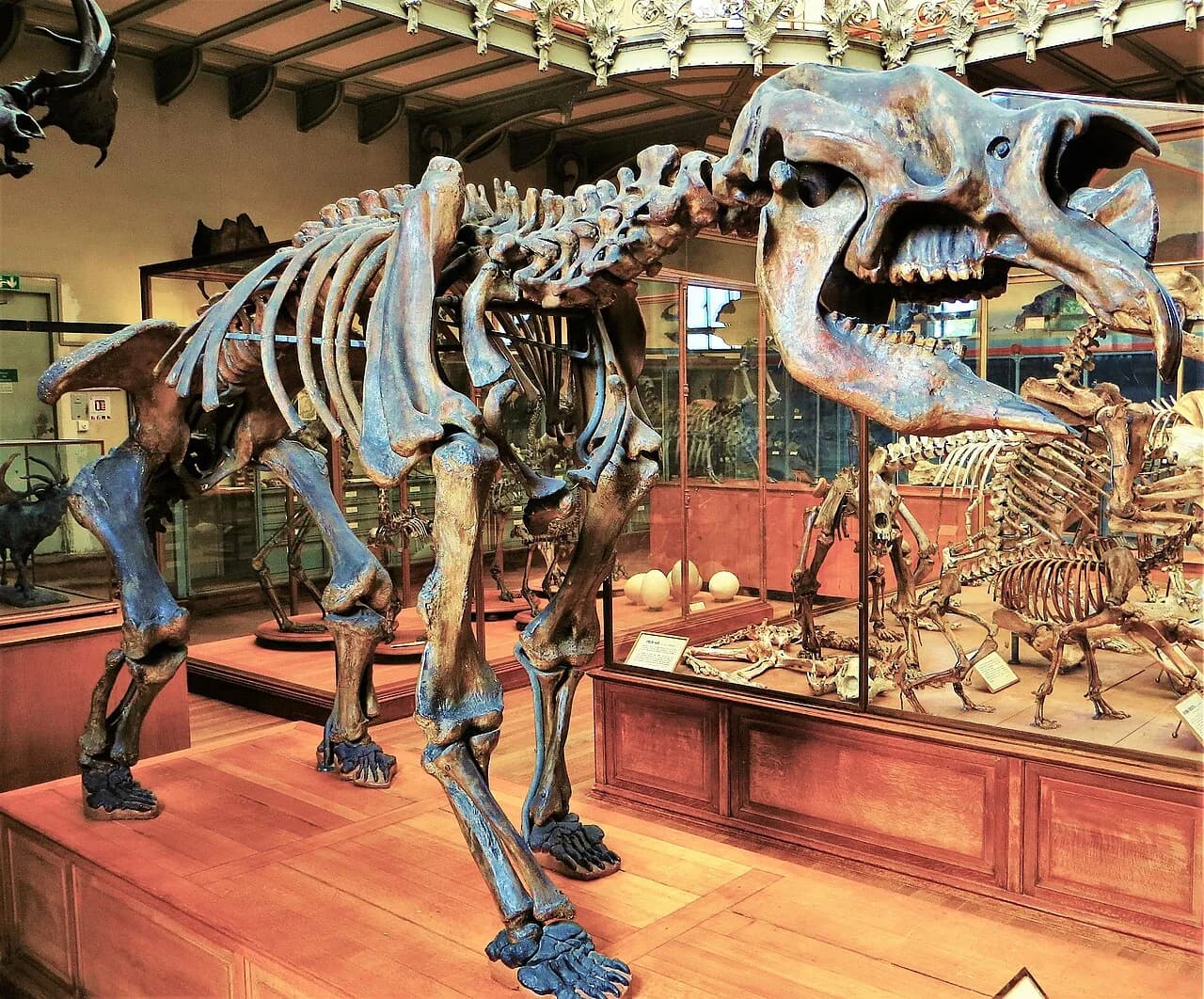 Squelette de Diprotodon australis