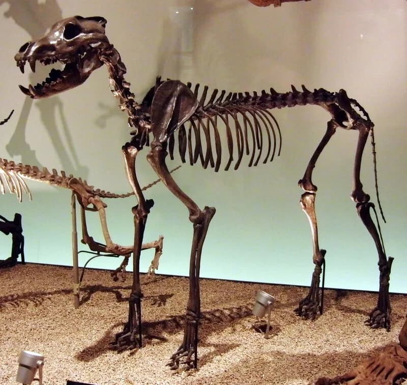 Reconstitution artistique du loup géant dans son environnement du Pléistocène