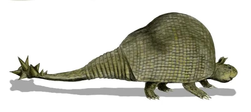 Doedicurus clavicaudatus, un glyptodonte à queue en massue