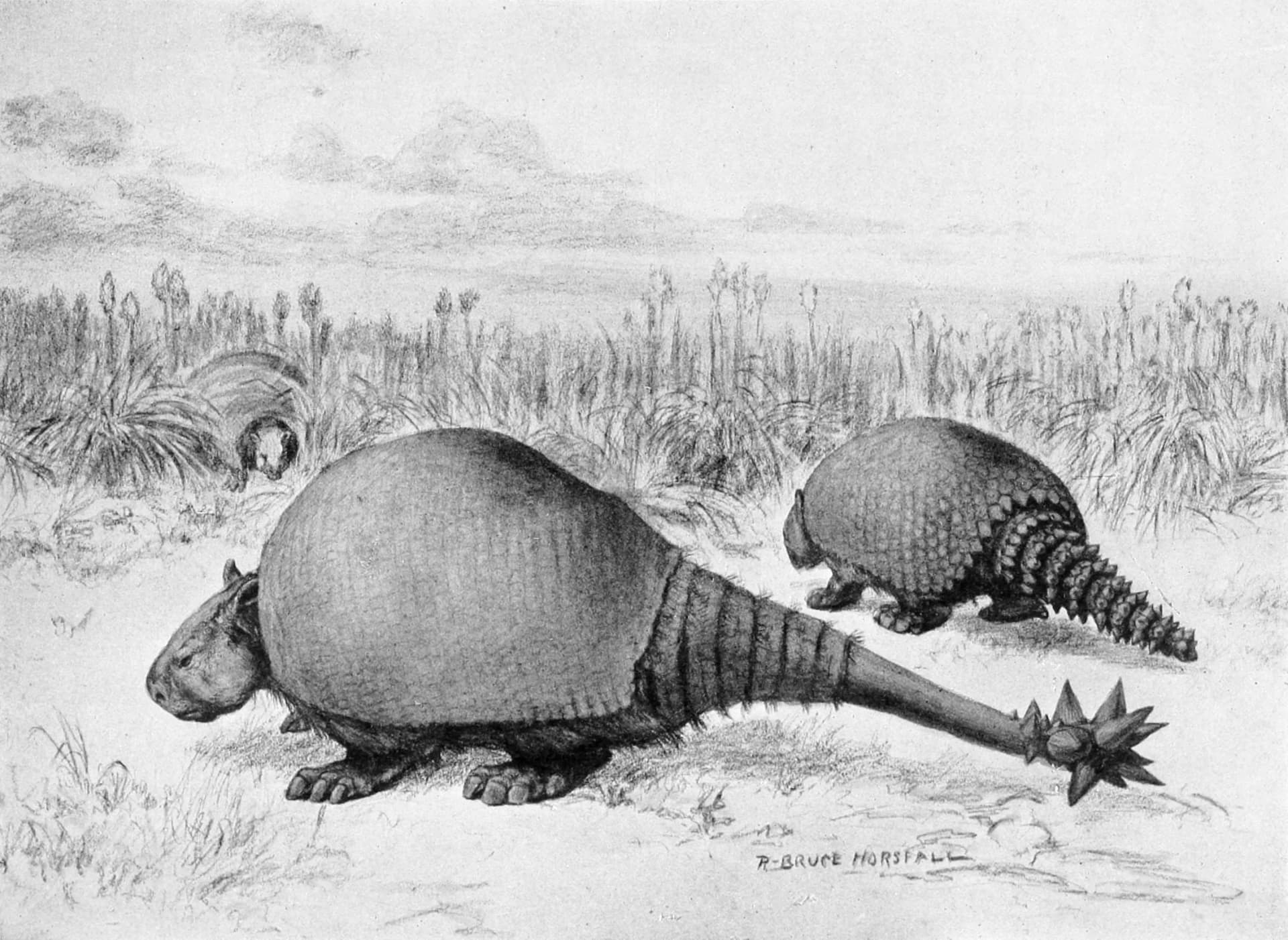 Doedicurus clavicaudatus, un blindé naturel du Pléistocène