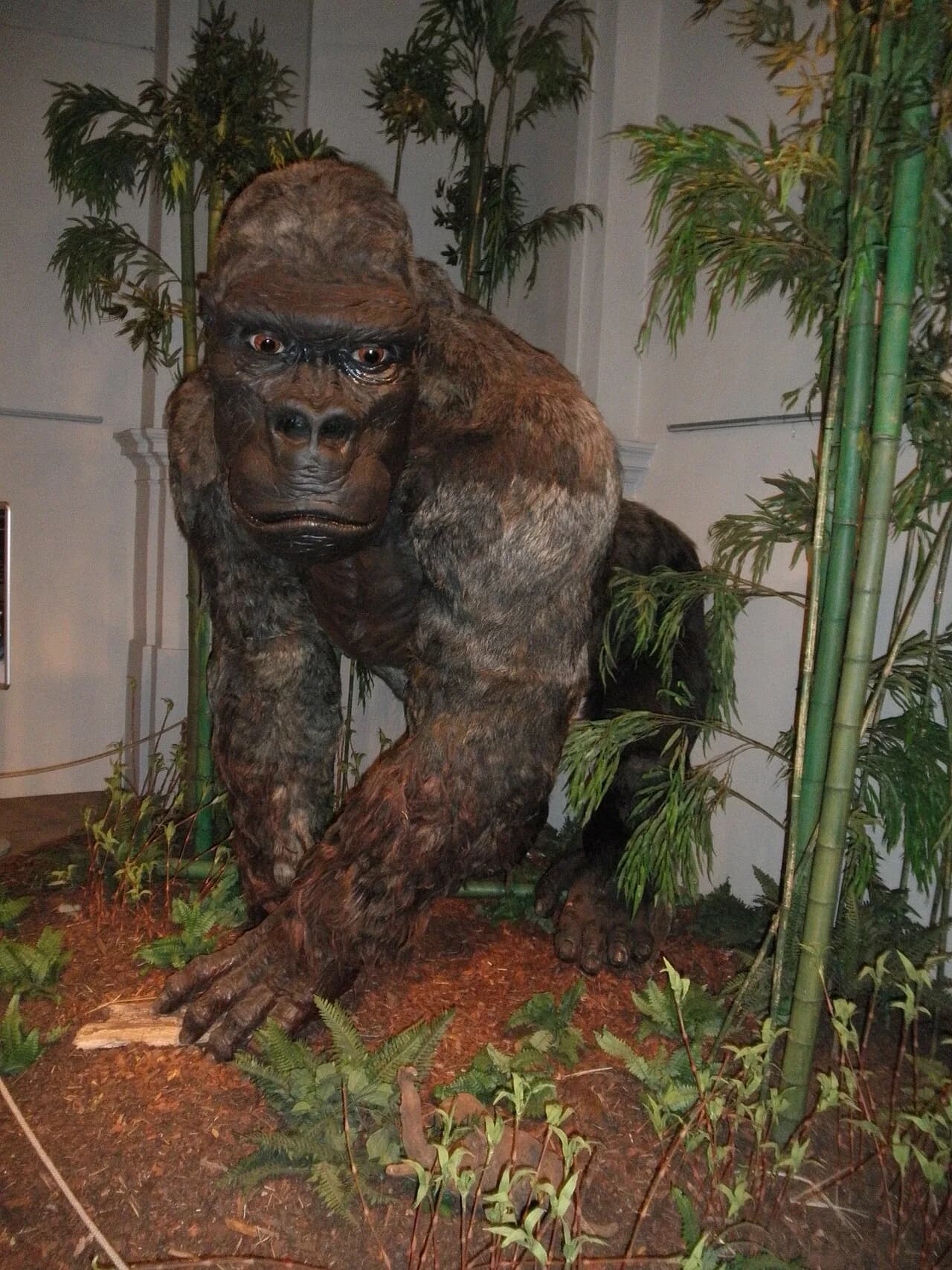 Gigantopithecus blacki, le plus grand primate ayant existé