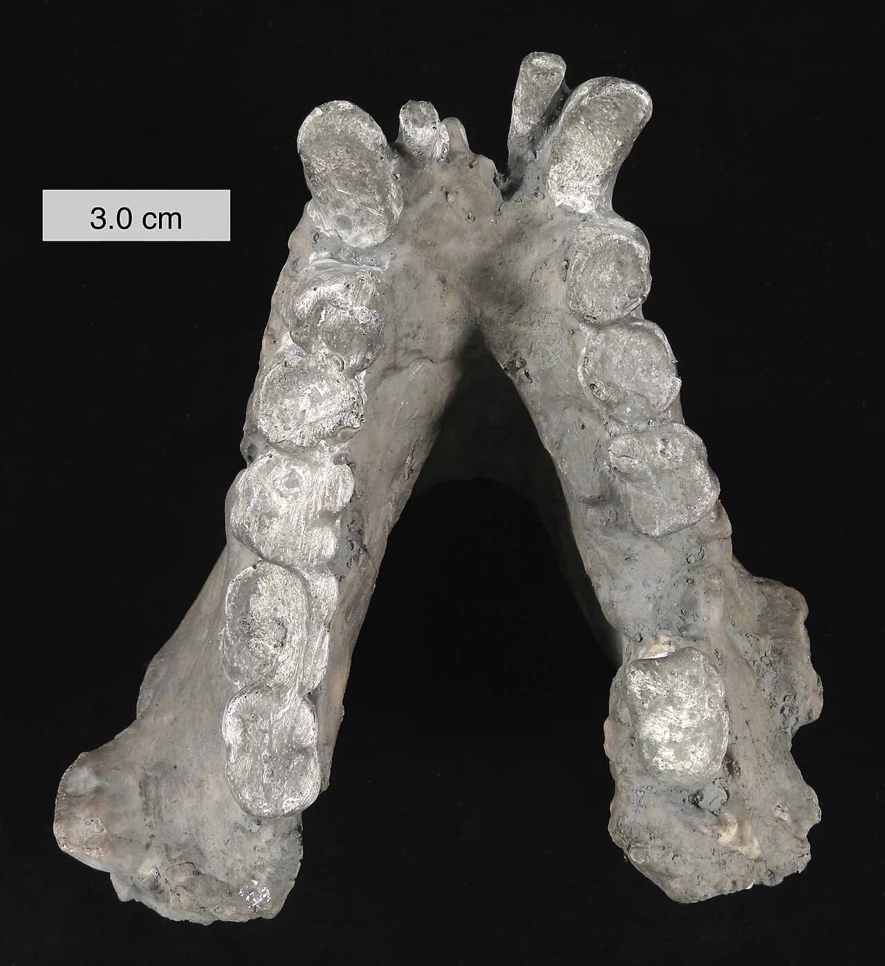 Gigantopithecus blacki, un singe géant des forêts d'Asie