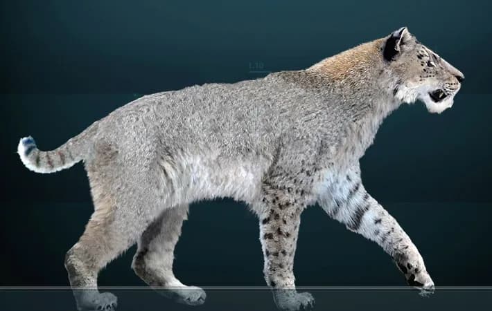 Squelette d'Homotherium serum