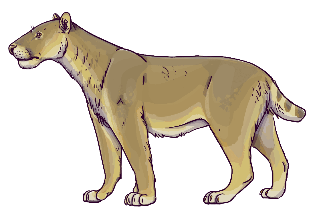 Reconstitution d'Homotherium