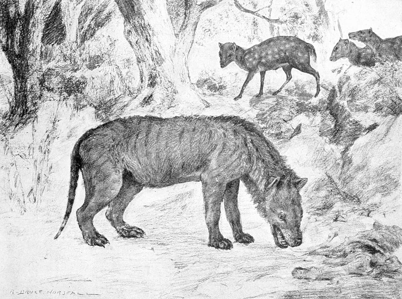 Illustration de Hyaenodon chassant un Leptomeryx dans les plaines de l'Oligocène