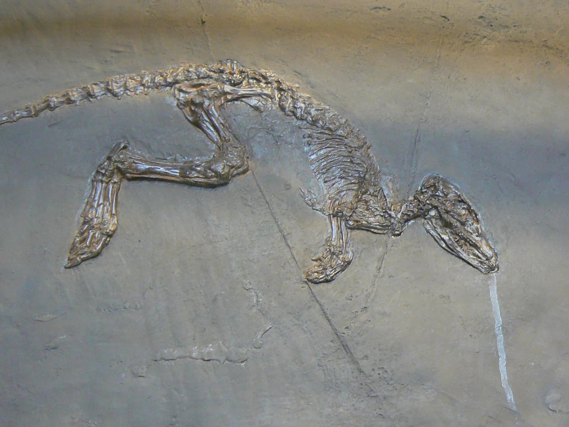 Squelette fossile de Leptictidium auderiense du gisement de Messel, Allemagne