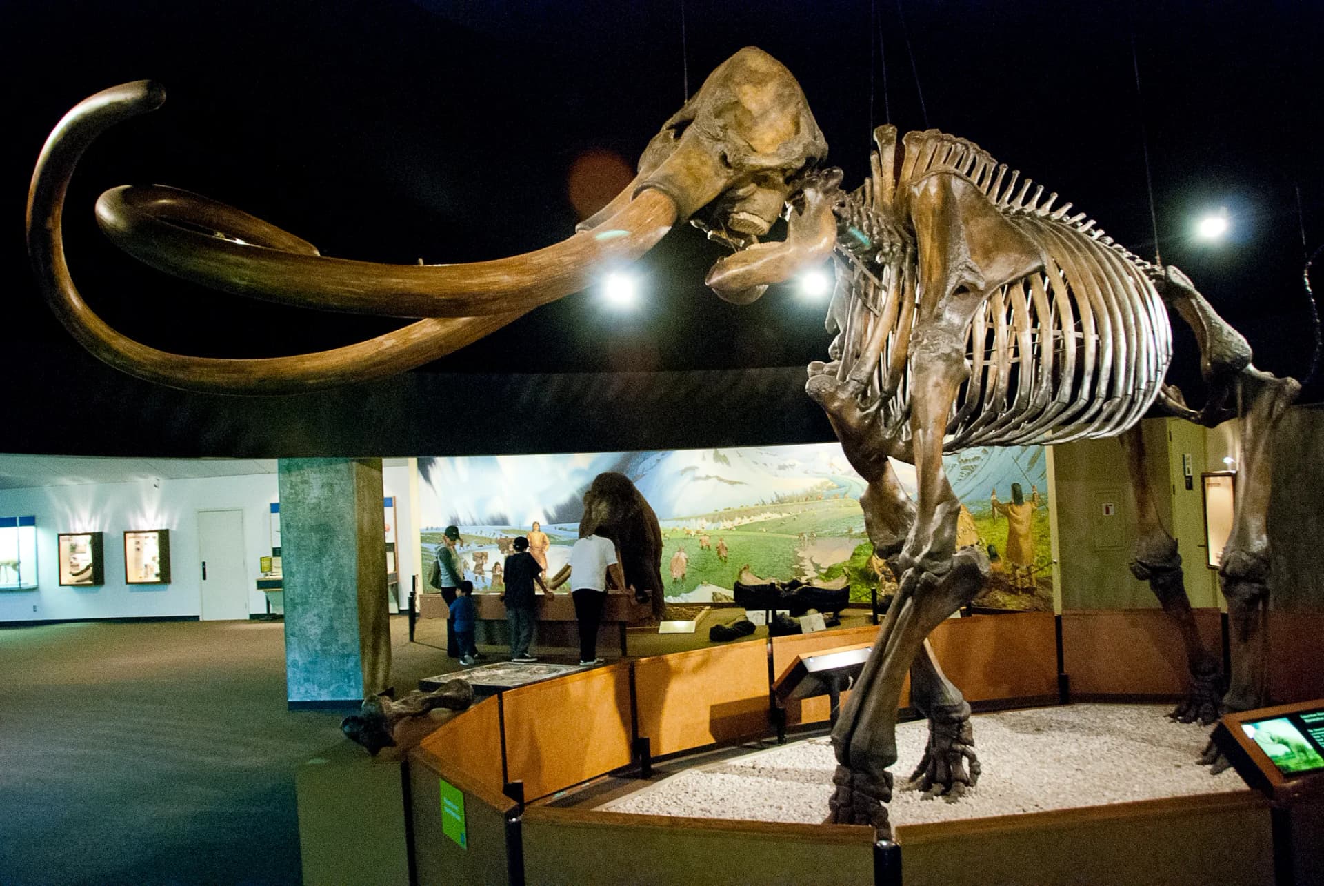 Mammuthus columbi, un géant des plaines nord-américaines