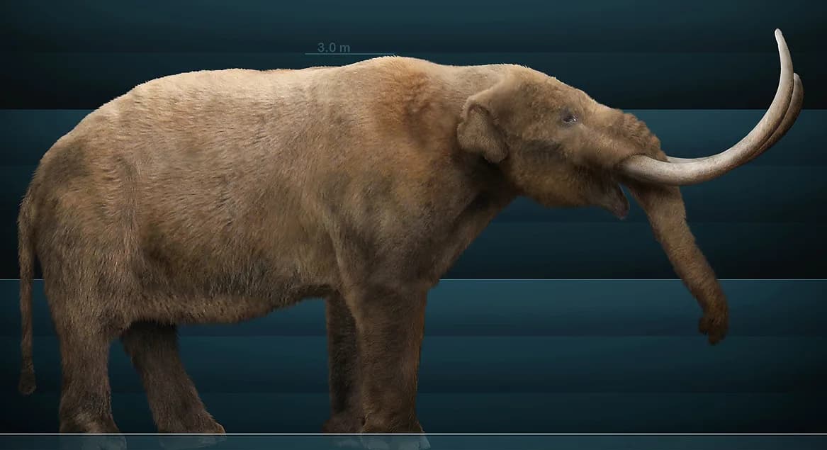 Reconstitution de Mammut americanum