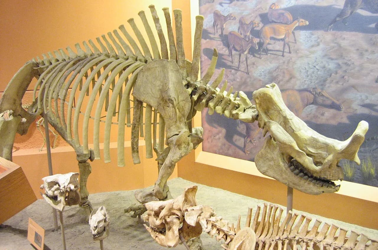Squelette de Brontotherium hatcheri