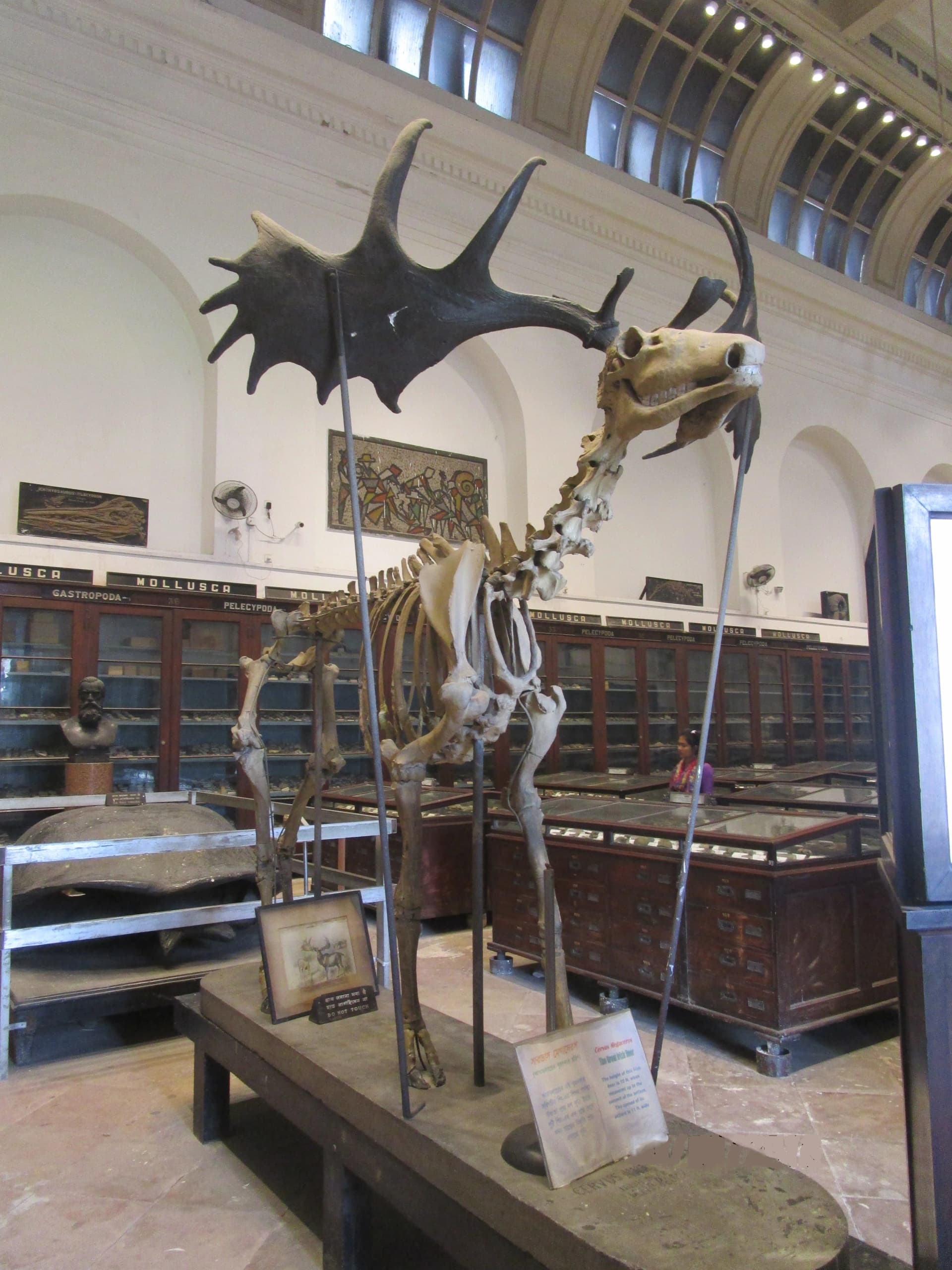 Megaloceros giganteus, le plus grand cervidé de tous les temps