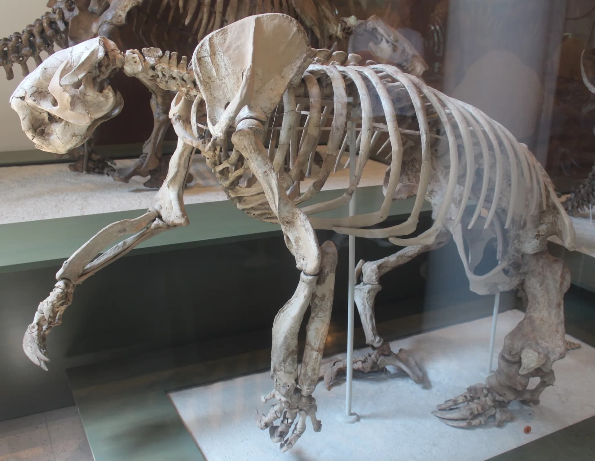 Squelette monté de Megalonyx jeffersonii au Musée américain d'histoire naturelle (AMNH)