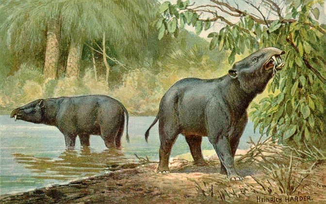 Reconstitution artistique de Moeritherium, ancêtre primitif des éléphants