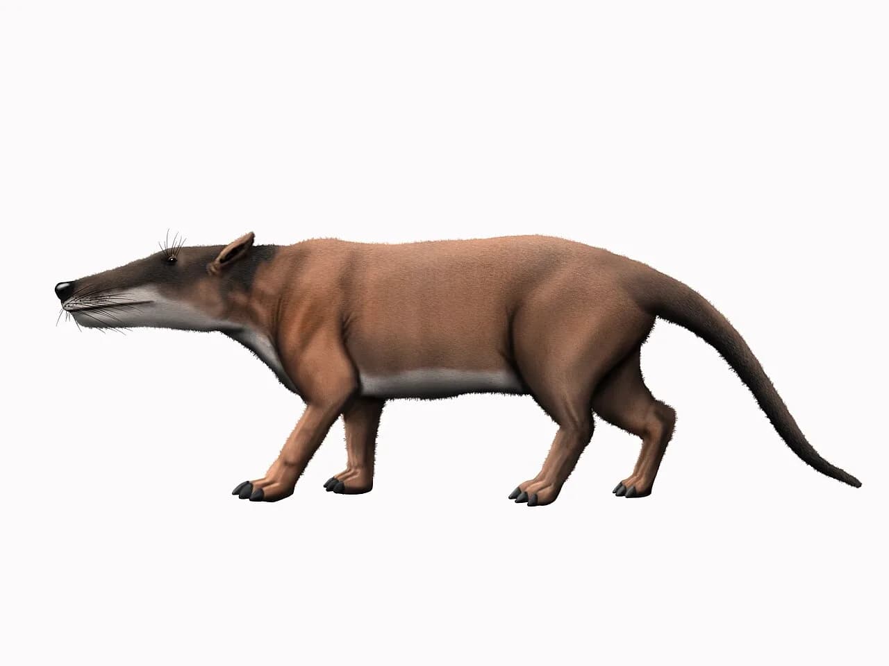 Reconstitution artistique de Pakicetus inachus dans son environnement côtier