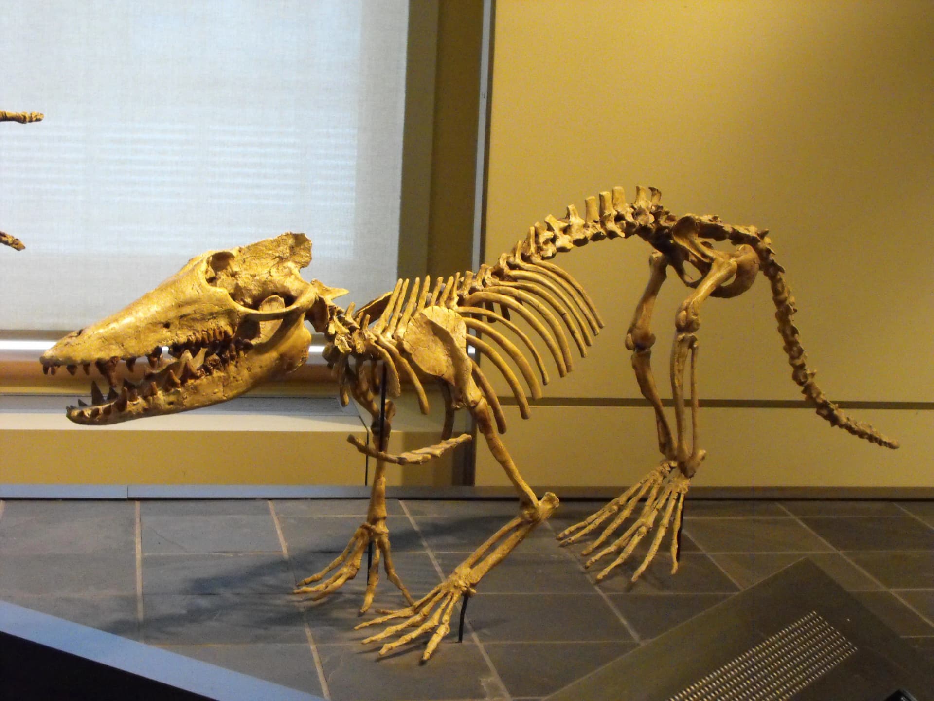 Squelette reconstitué de Pakicetus exposé au musée