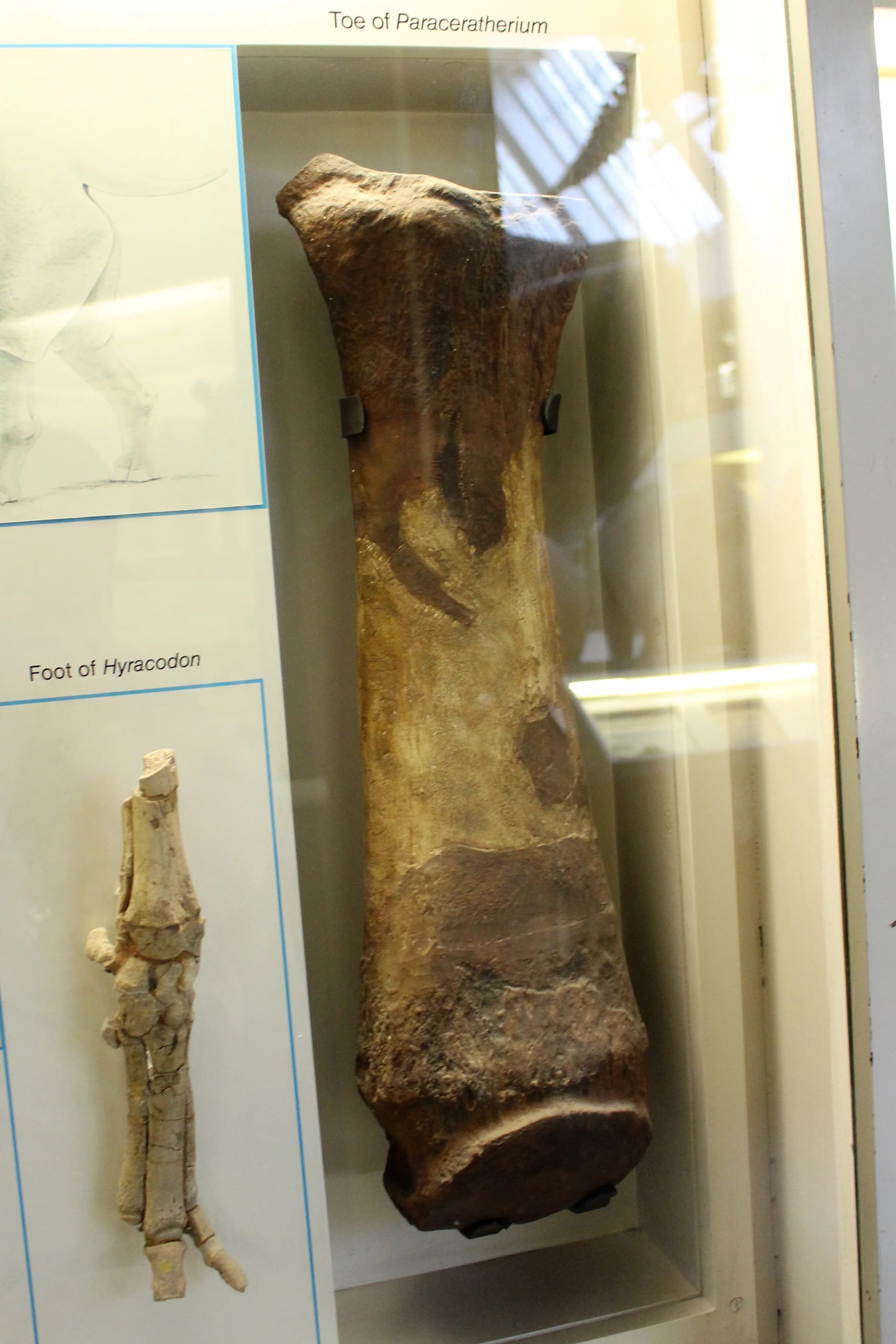 Squelette monté de Paraceratherium avec un Hyracodon pour comparaison de taille