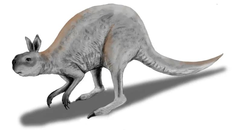 Procoptodon goliah, un kangourou géant de l'Australie préhistorique