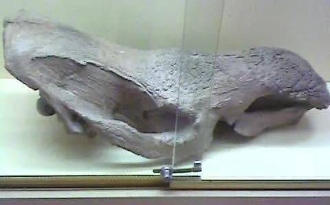 Squelette de rhinocéros laineux
