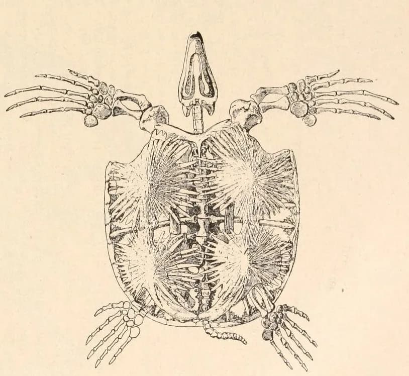 Archelon ischyros, une tortue géante du Crétacé supérieur