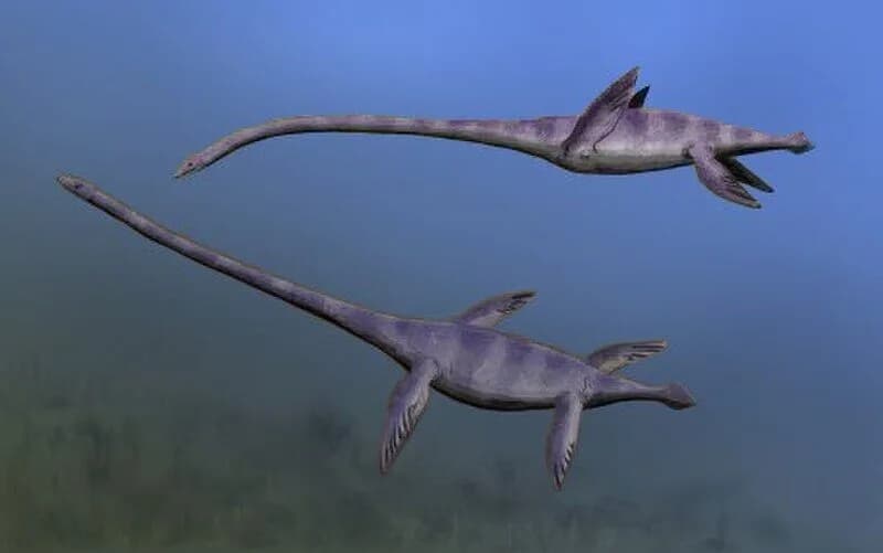 Reconstitution d'Elasmosaurus platyurus nageant avec le cou droit
