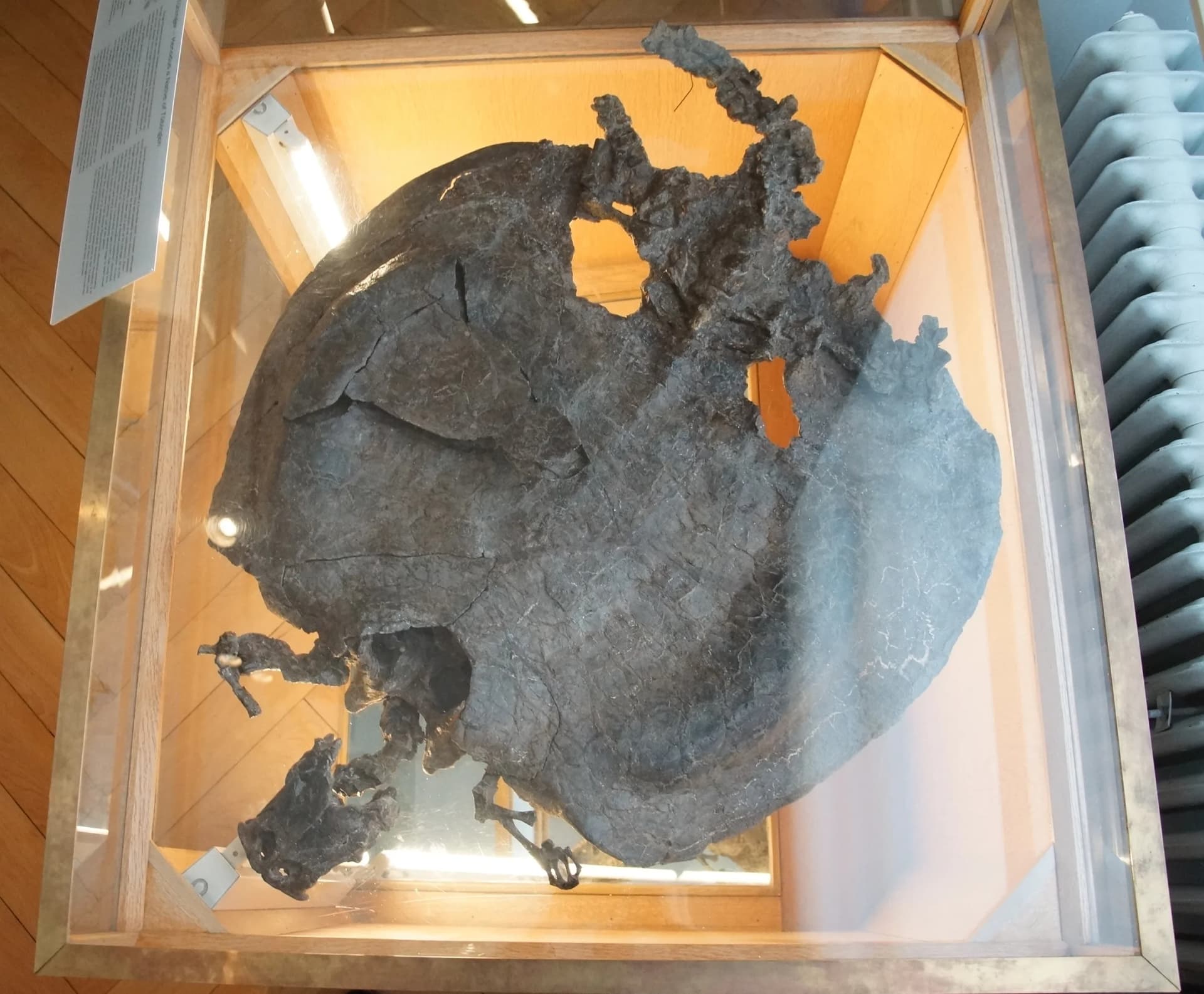 Fossile de Henodus avec sa carapace