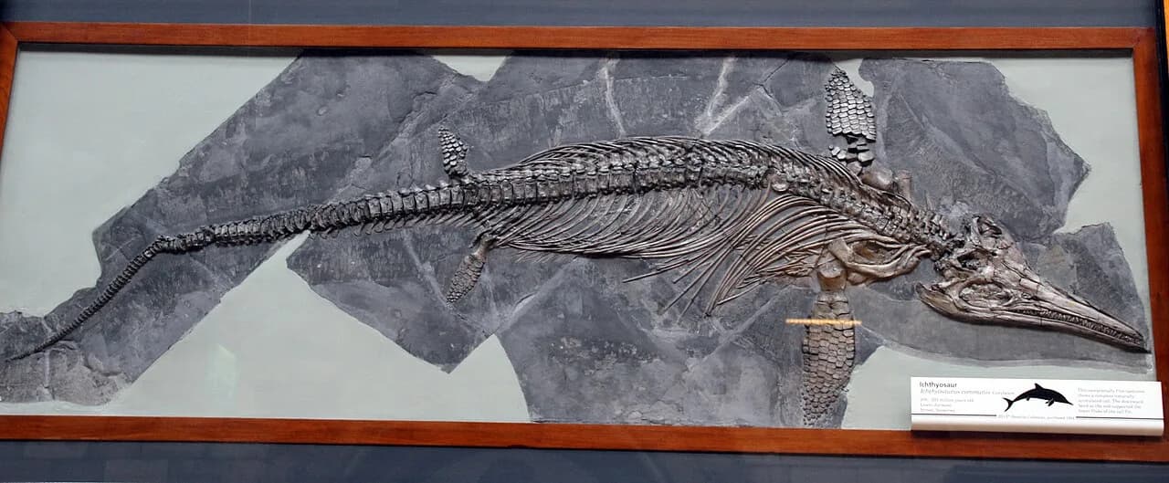 Reconstitution d'Ichthyosaurus communis
