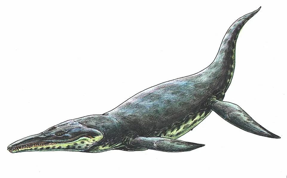 Squelette monté de Kronosaurus au Harvard Museum of Comparative Zoology
